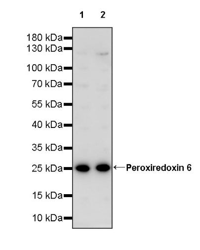 Peroxiredoxin 6 Rabbit Polyclonal Antibody