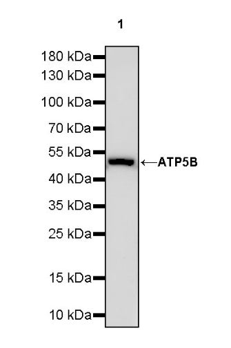 ATP5B Recombinant Rabbit mAb (S-1271-29)
