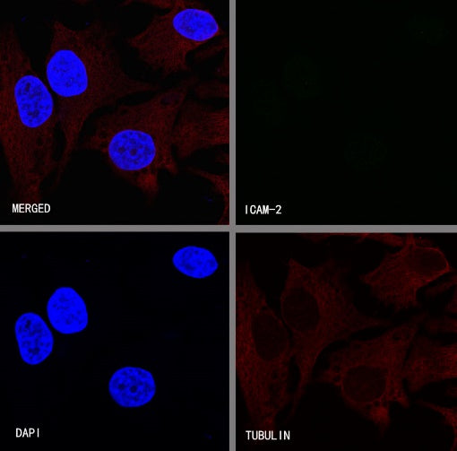 ICAM-2 Recombinant Rabbit mAb (S-R359)