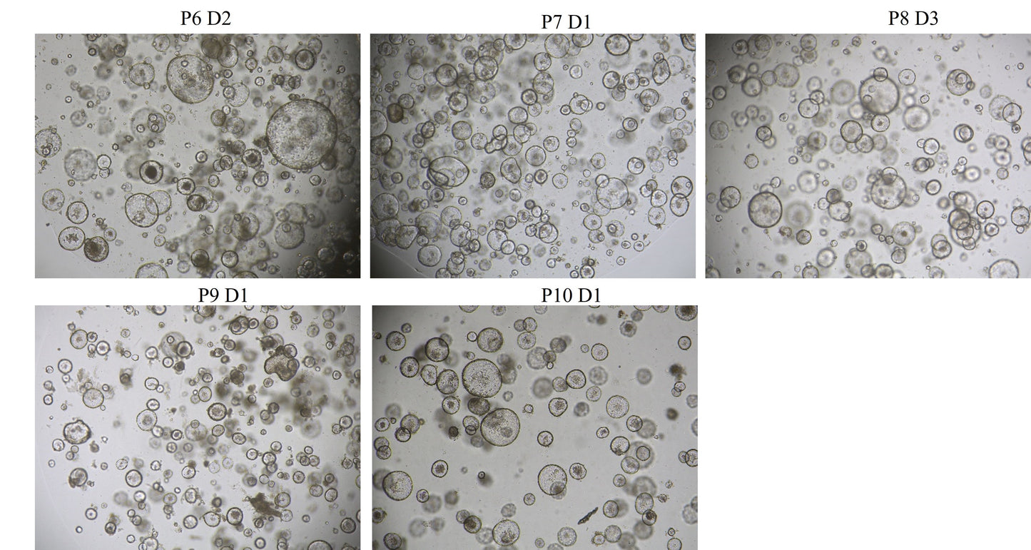 KGF/FGF-7 Protein, Mouse