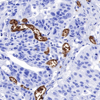 Glycophorin C Recombinant Rabbit mAb (S-027-214)