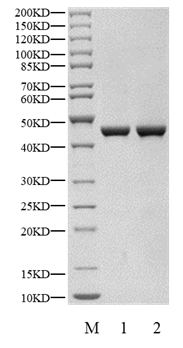 USP14 Protein