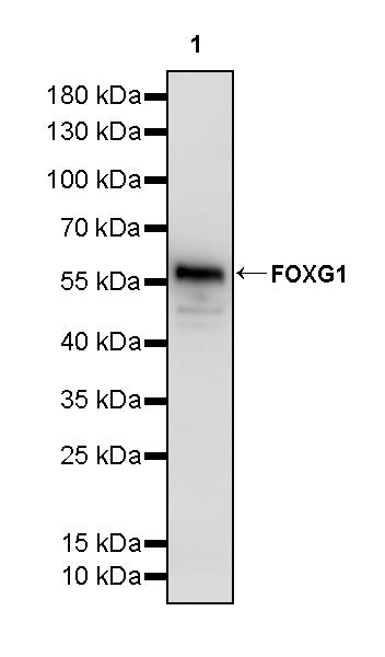 FOXG1 Recombinant Rabbit mAb (S-5244)