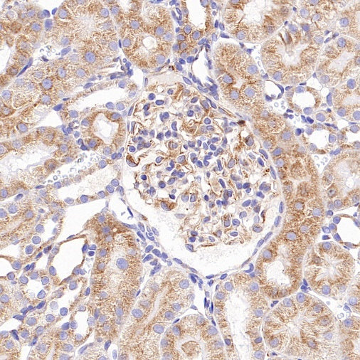 Beta II tubulin Recombinant Rabbit mAb (S-1055-2)