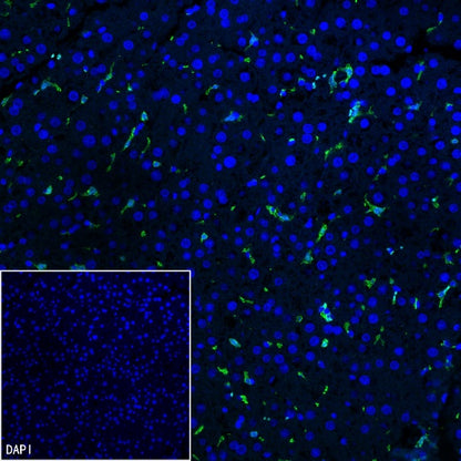 Iba1 Recombinant Rabbit mAb (S-484-18)
