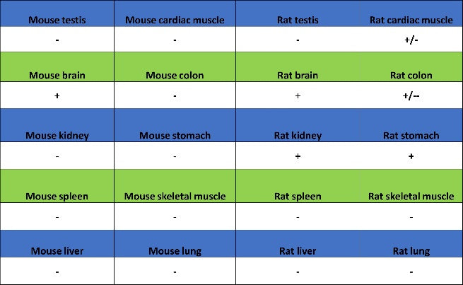 SDHA Recombinant Rabbit mAb (S-1458-43)