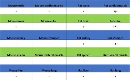 SDHA Recombinant Rabbit mAb (S-1458-43)