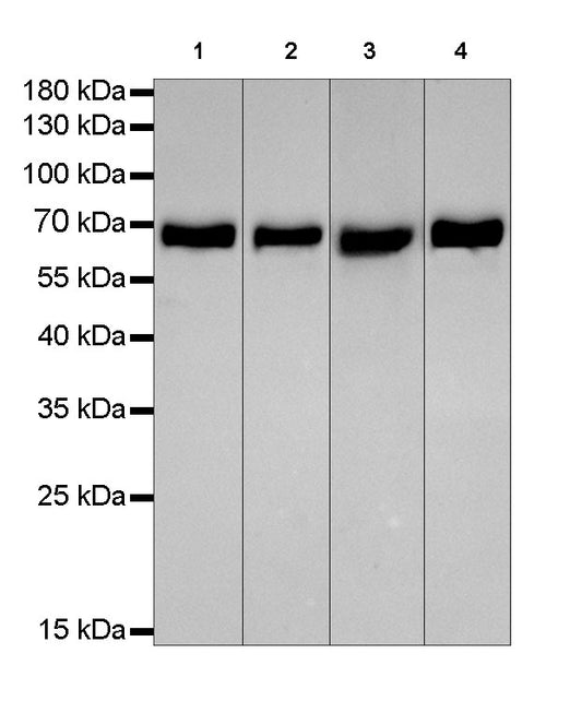 HSP60 Recombinant Rabbit mAb (SDT-076-6)