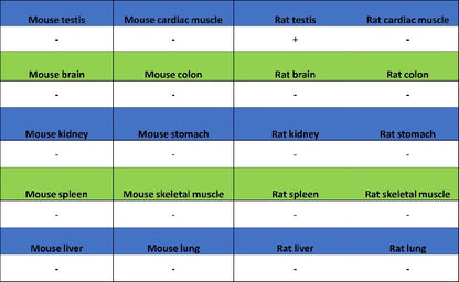 StAR Recombinant Rabbit mAb (S-2520-24)