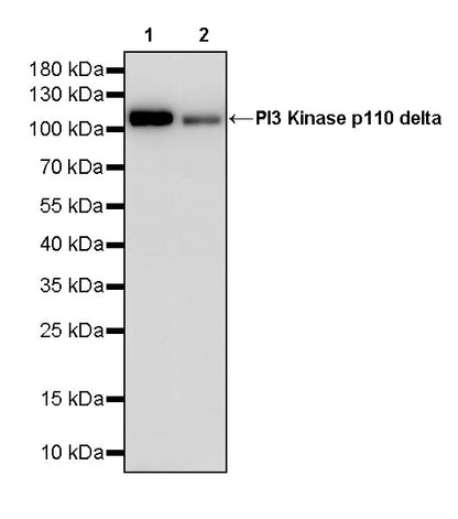 PI3 Kinase p110 delta Recombinant Rabbit mAb (S-M0023)