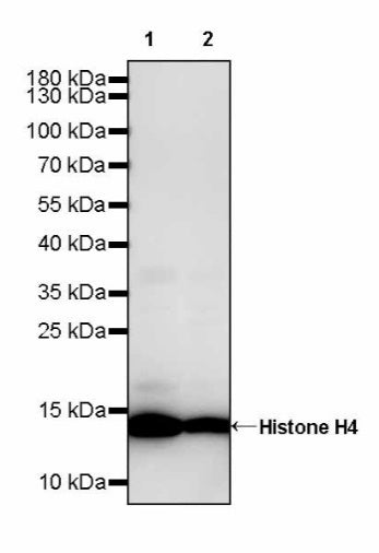 Histone H4 Recombinant Rabbit mAb (S-499-253)