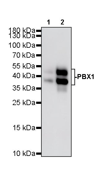 PBX1 Recombinant Rabbit mAb (S-4698-8)