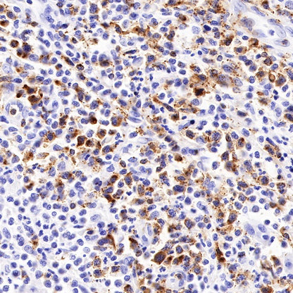 CD2 Recombinant Rabbit mAb (SDT-R261)