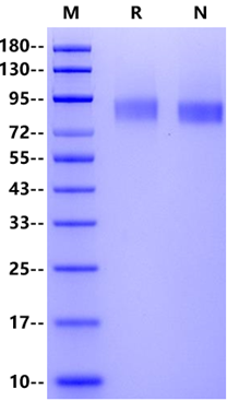 M-CSFR His Tag Protein, Cynomolgus