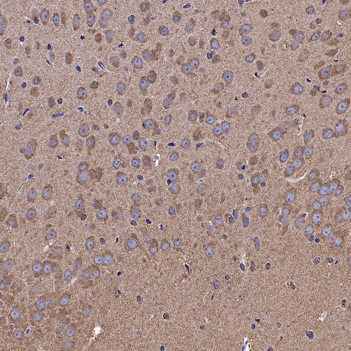 YWHAH/14-3-3 eta Recombinant Rabbit mAb (S-1327-22)