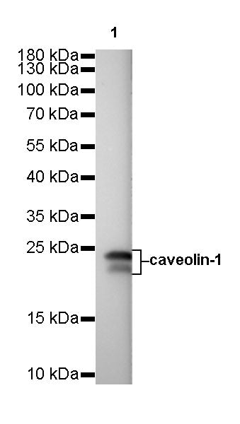 Caveolin-1 Recombinant Rabbit mAb (SDT-065-20)