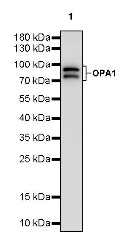 OPA1 Recombinant Rabbit mAb (S-2189-65)