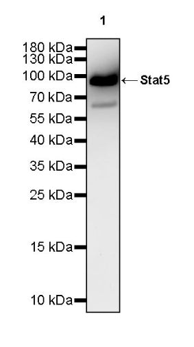 Stat5 Recombinant Rabbit mAb (S-2823-24)