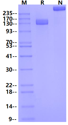 VEGF R2/KDR Fc Chimera Protein, Mouse