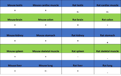 ATG9A Recombinant Rabbit mAb (S-1418-5)