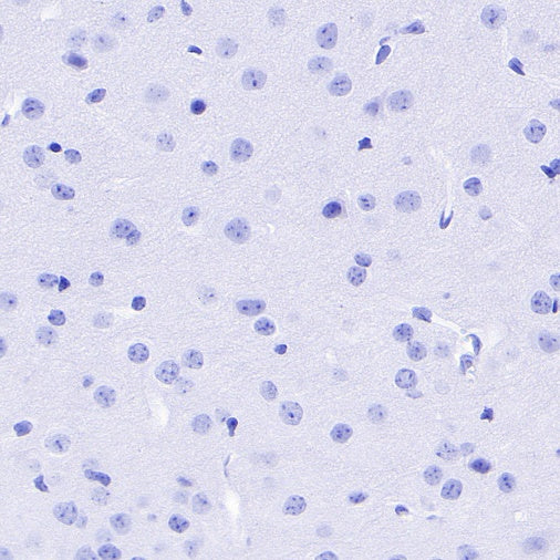 Rabbit mAb IgG Isotype Control (S-240-1)