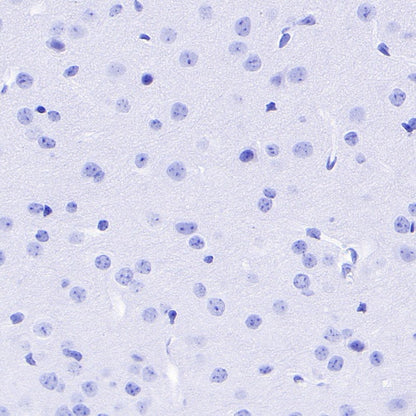 Rabbit mAb IgG Isotype Control (S-240-1)