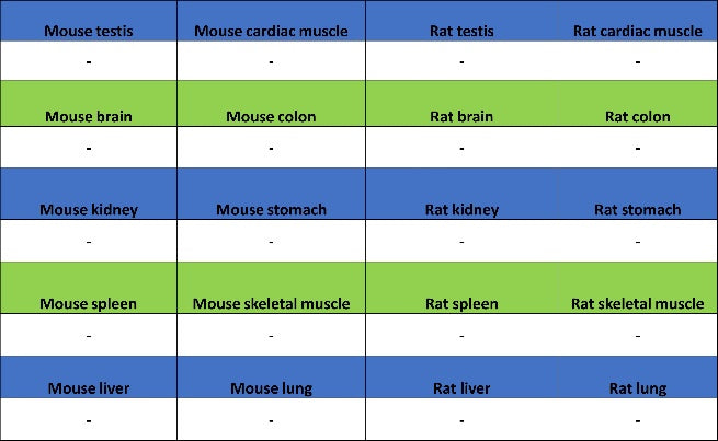 TMEM16A Recombinant Rabbit mAb (SDT-2179-68)