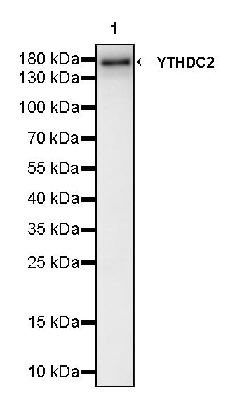 YTHDC2 Recombinant Rabbit mAb (S-3338-41)