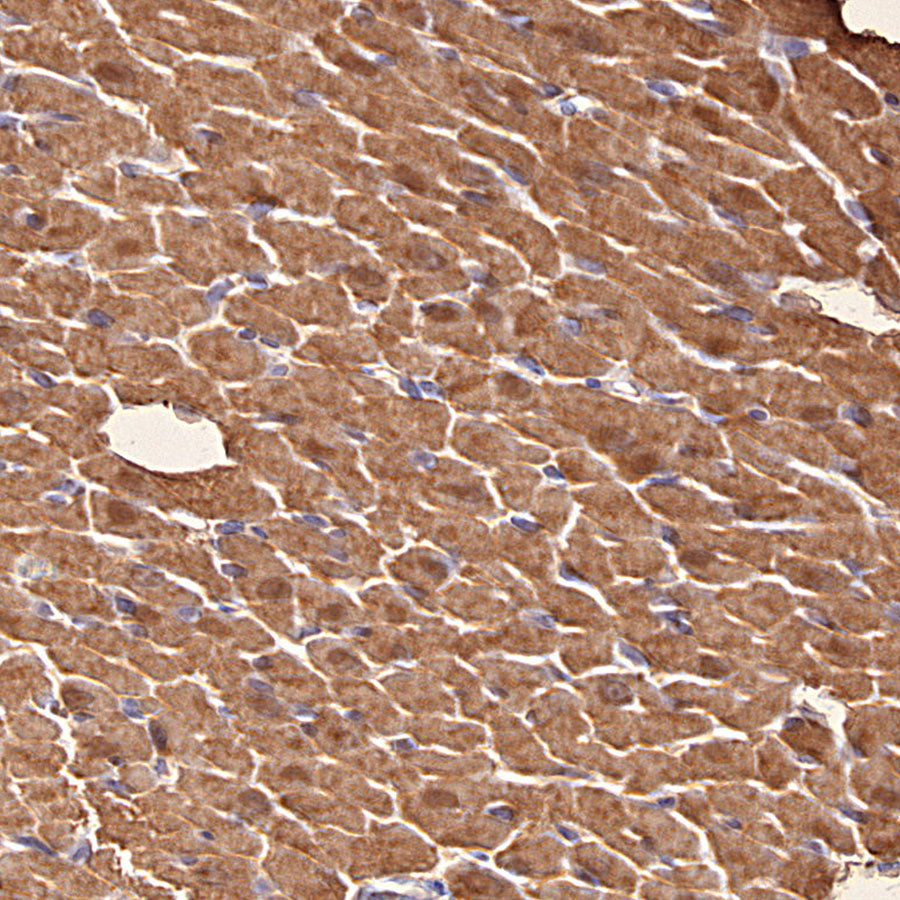 Myoglobin Recombinant Rabbit mAb (S-6197)
