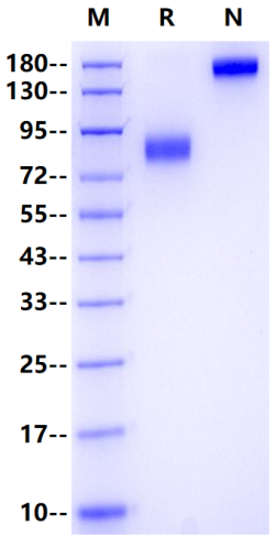 IL1RL1/ST2 Fc Chimera Protein, Human