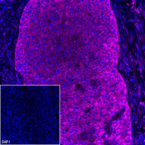 PABP Recombinant Rabbit mAb (S-1744-42)