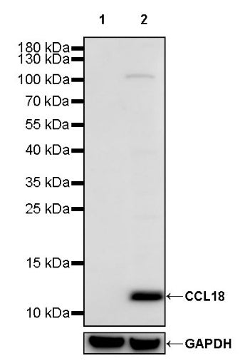 CCL18 Rabbit Polyclonal Antibody