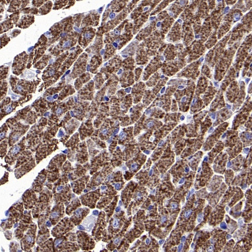 Mitofilin Recombinant Rabbit mAb (S-2277-37)