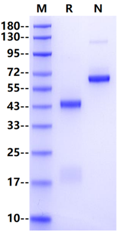 HRSVA (strain A2) post-fusion glycoprotein F0, His Tag