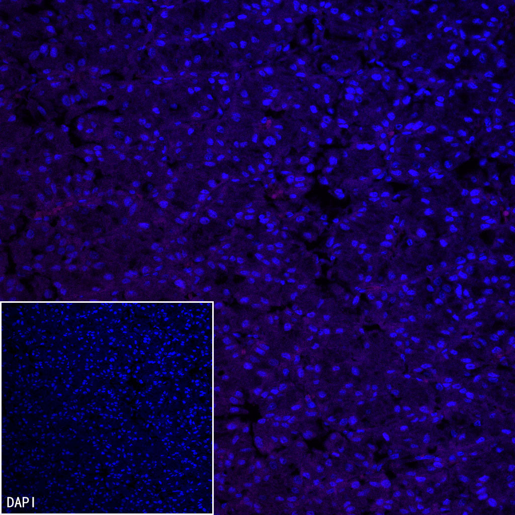 N-Cadherin Recombinant Rabbit mAb (Cy5 Conjugate) (SDT-329-12)