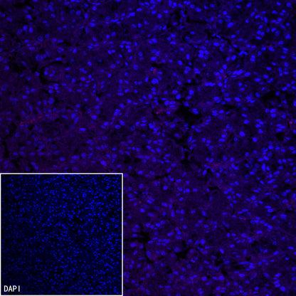 N-Cadherin Recombinant Rabbit mAb (Cy5 Conjugate) (SDT-329-12)
