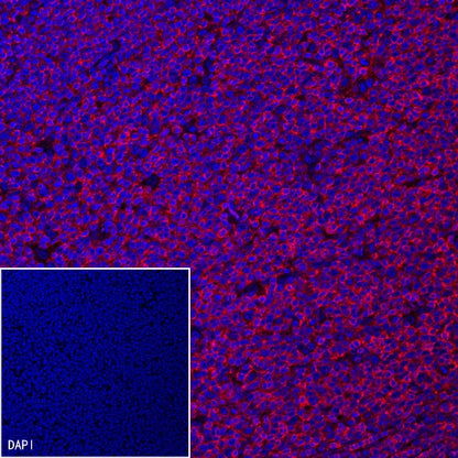 Goat Anti-Mouse lgG (H+L) (min X Hu, Bov Sr Prot) (Alexa Fluor® 594 Conjugate)