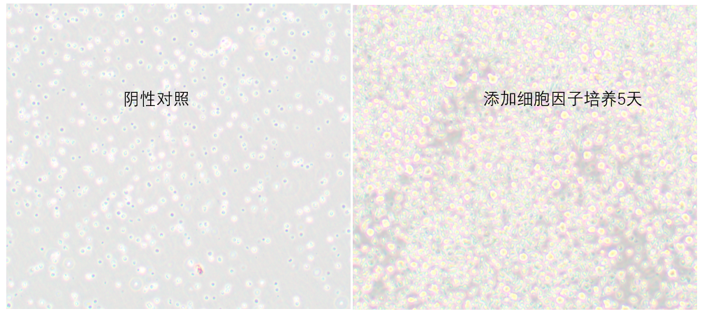 B lymphocyte Polarization Kit, Human