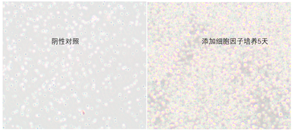 B lymphocyte Polarization Kit, Human