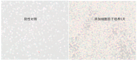 B lymphocyte Polarization Kit, Human