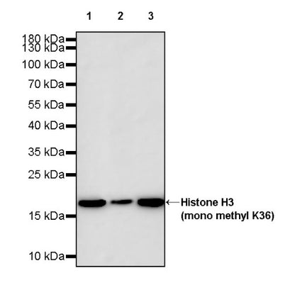 Histone H3 (mono methyl K36) Recombinant Rabbit mAb (S-859-505)