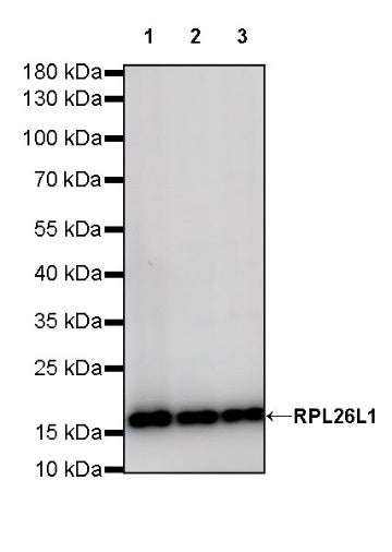 RPL26L1 Recombinant Rabbit mAb (S-R317)