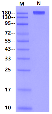 Biotinylated CD27 Ligand/CD70 Fc&His&Avi Trimer design Protein, Human