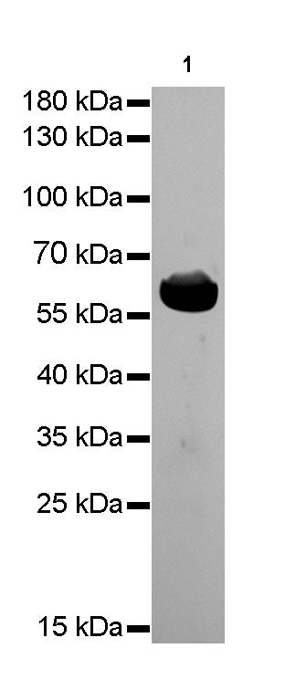 HSP60 Recombinant Rabbit mAb(SDT-R012)