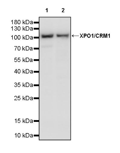 XPO1/CRM1 Recombinant Rabbit mAb (S-3309-7)