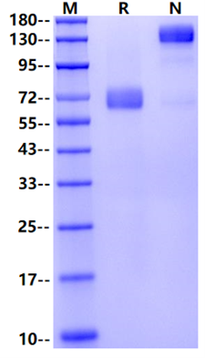 EPCR/PROCR Fc Chimera Protein, Mouse