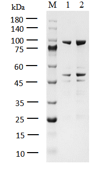 PAK4 Protein