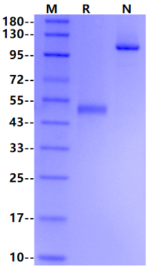 ZNRF3 Fc Chimera Protein, Human