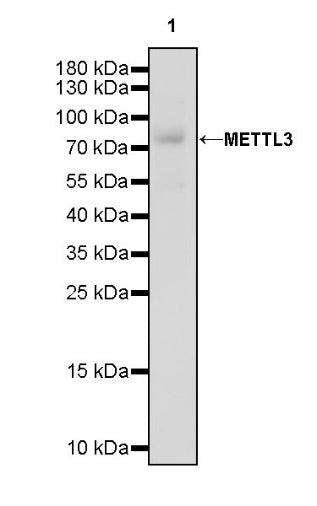 METTL3 Recombinant Rabbit mAb (S-315-219)