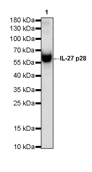 Invivo Anti-Mouse IL-27 p28 Recombinant mAb